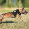 GLOBEGOU Dog Vest Harness Military Nylon Large Breed Control-7