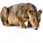 Struik Nature South Africa Travel Guide Kindle Edition-0